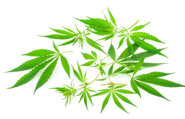 Cannabis (marijuana) plants