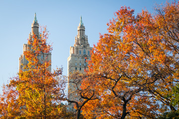 Colorful autumn leaves in Central Park, New York City.