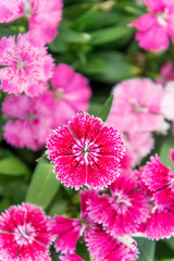 Dianthus flowers , colorful flowers daisy vivid flowers in the garden