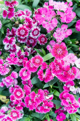 Dianthus flowers , colorful flowers daisy vivid flowers in the garden