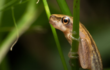 Frog with Tail