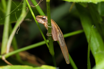 Frog with Tail