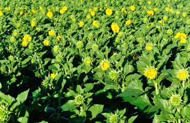 Sunflowers blooming in the sunshine