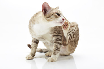 Bengal cat on a white Background