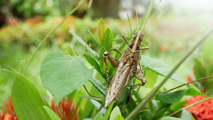 grasshopper