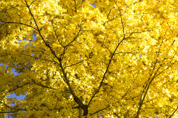 Bright yellow foliage on the trees in the city park.