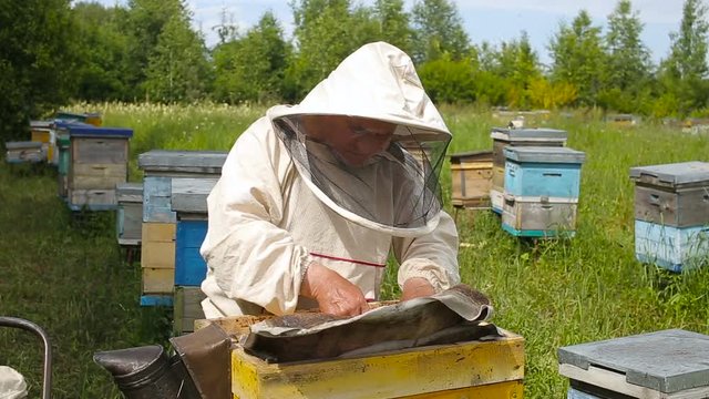 The Beekeeper in australian, canadian, european white suit works with a bee colony, bees on an apiary in a forest, on a clearing. Gets the frame out of the case.