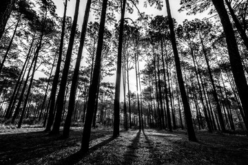  Silhouette of savanna forest at sunrise in Thung Sa Lang Luang, between Phitsanulok and Petchabun, Thailand. Black and white forest pattern background. - Powered by Adobe
