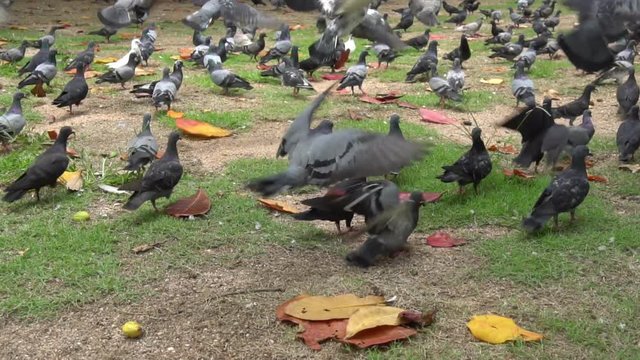 many pigeons birds on the ground ,4-K 3840x2160 uhd in slow motion