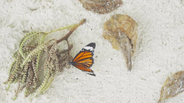 Monarch butterfly on sandy beach