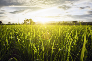 Rice field with sky at Lampang Thailand