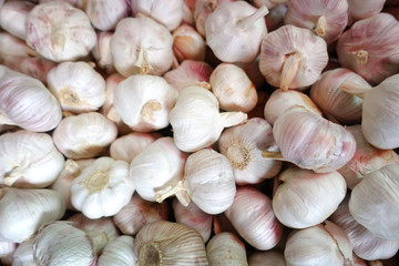 Lots of common fresh Garlic background.