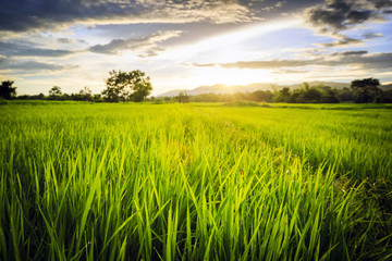 Rice field with sky clouds at Lampang Thailand