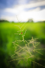 Grass field with insect at Thailand