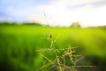 Grass field with insect at Thailand