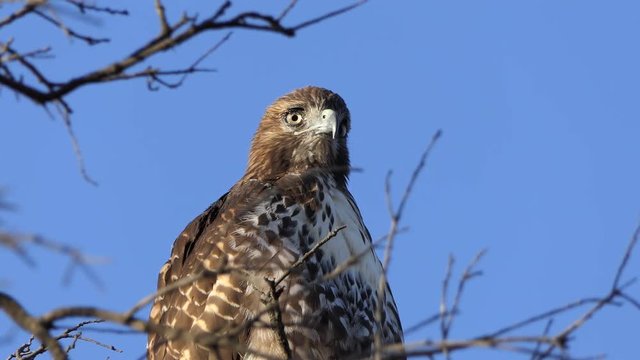 Close up of Red-tailed hawk in Oak Tree.  Shot at Rocky Peak Park in Ventura County, California. 