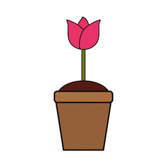 Beautiful flower in pot