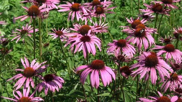 Beautiful medical coneflowers Echinacea purpurea  background in summer wind