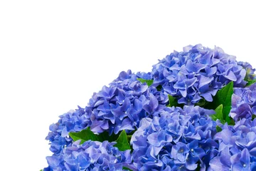 Cercles muraux Hortensia 紫陽花  