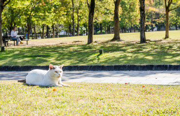Lonely cat in the sunny garden:Fukuoka Japan