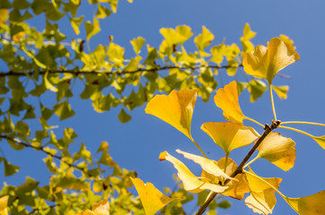The yellow leaves of "Ginkgo biloba" and blue sky background