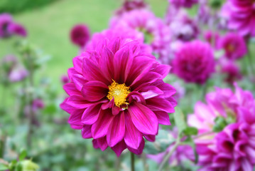  Lait Dahlias is flower beautiful.