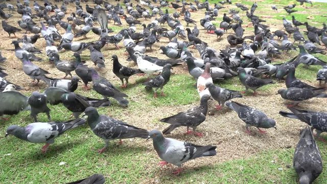 many pigeons birds on the ground ,4-K 3840x2160 uhd