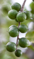 Cluster of fresh macadamia nuts hanging on its tree
