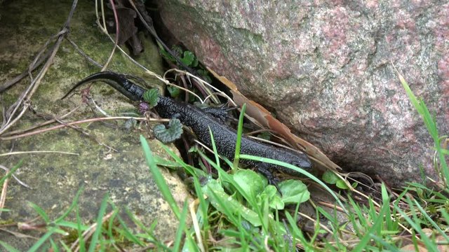 Great crested newt Triturus cristatus crawling in spring