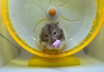 Close-up of a fluffy hamster eating a pink marshmallow on a big running wheel