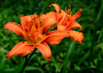 ヤブカンゾウ（忘れ草）の朱色の花（Hemerocallis fulva var. kwanso）