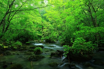 夏の奥入瀬渓流