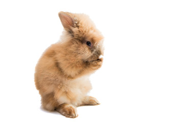 Beautiful rabbit isolated