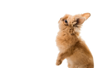 Beautiful rabbit isolated