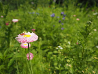 Wildblumenwiese