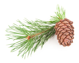 Cedar cone with branch