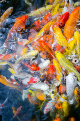 Obraz na płótnie Canvas Fancy carp fishs swim in the pond , color carp fish, Pet Believe it is luck. And prosperity