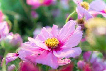 Obraz premium pink cosmos flowers , daisy blossom flowers in the garden