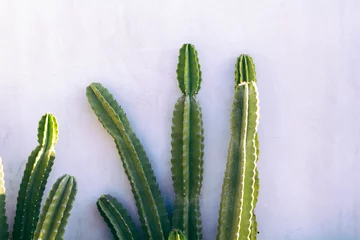 Foto op Canvas Minimale Cactus © Basia
