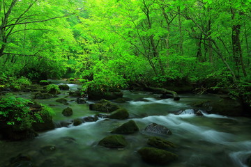 夏の奥入瀬渓流