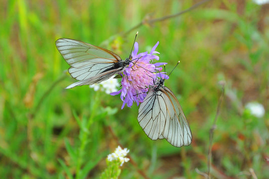 Butterfly. Tea for two