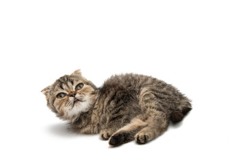 Obraz premium Gray kitten