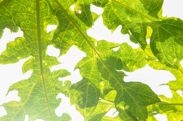 papaya leaf nature and lighting on white background
