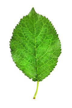 plum leaf isolated on a white