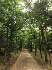 path lined with trees