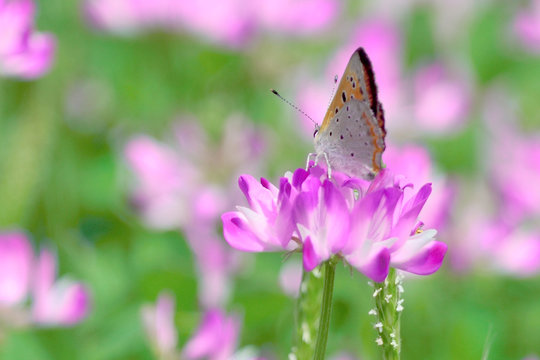 蓮華草とシジミ蝶