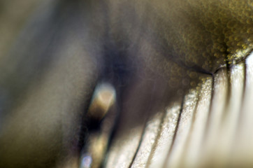 Fototapeta premium Wings of butterflies at high magnification, Natural texture and background, Macro close up