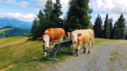 Kühe auf einem Berg in Tirol
