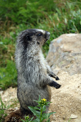 Marmot