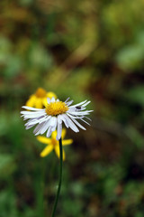 Fototapeta premium Canadian Daisy
